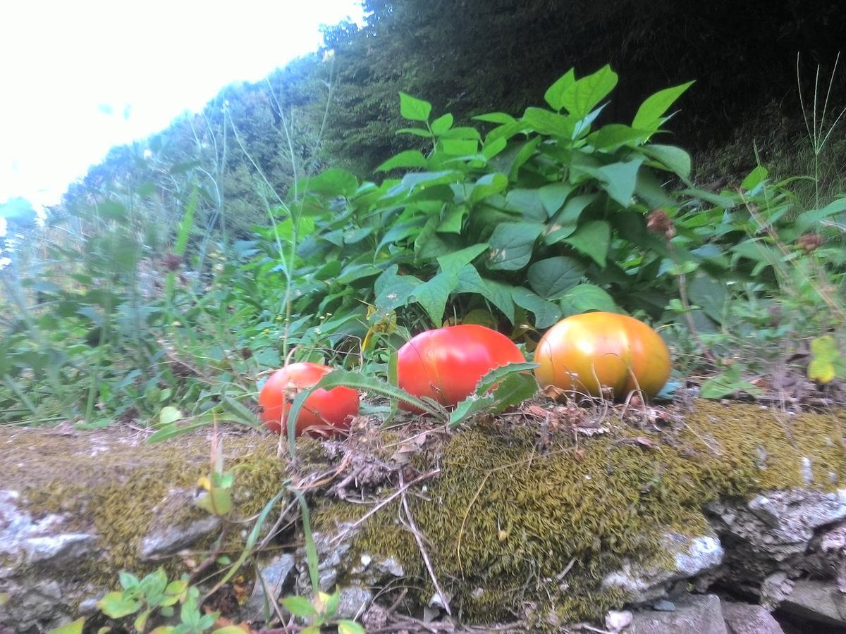 切塔拉A Pastaiola住宿加早餐旅馆 外观 照片